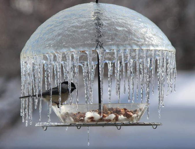 icy-bird-umbrella-intersting-things-VigoreousePatate