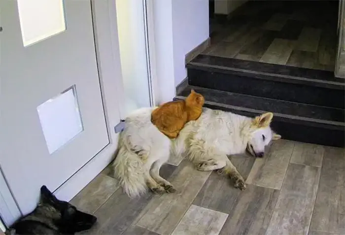 kitten raised by dogs think he is a dog