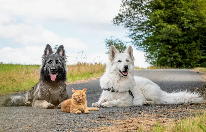 kitten raised by dogs