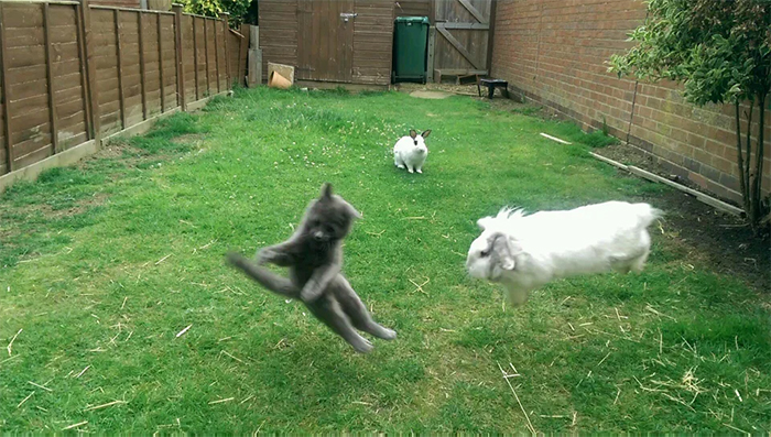 lawn war kitten vs rabbits