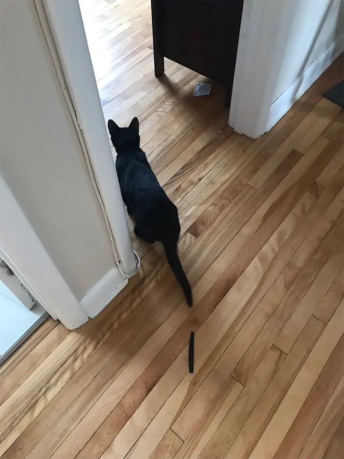 looks like cat has a broken tail