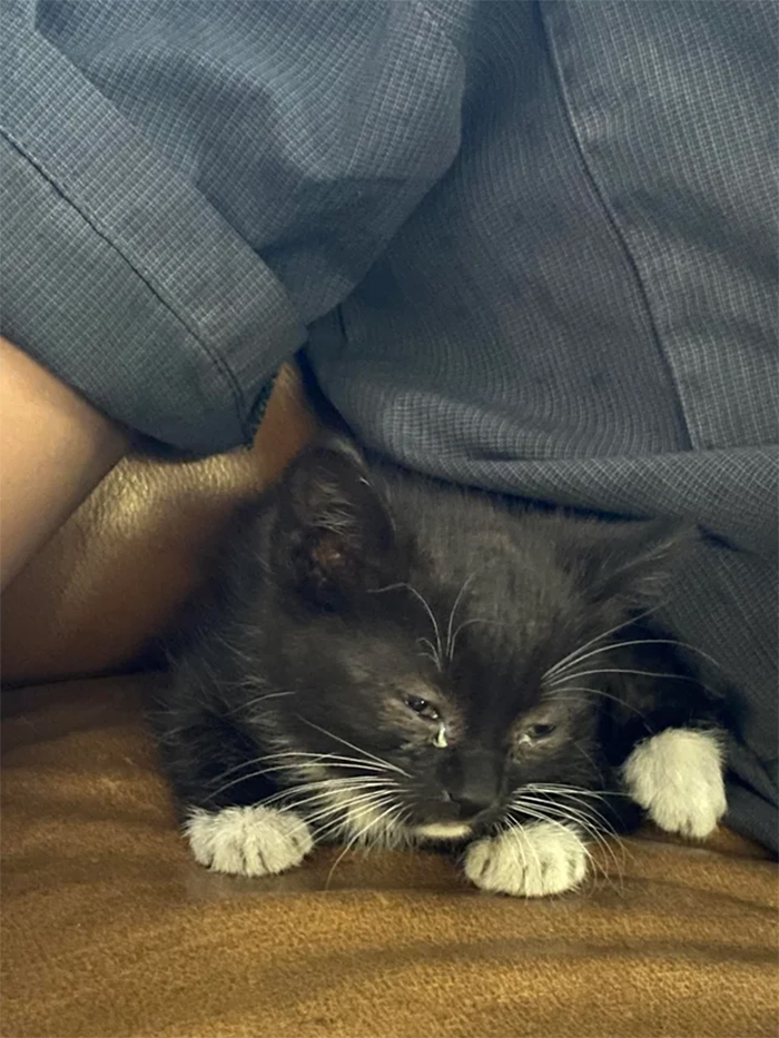 mechanics save cat from car engine bay