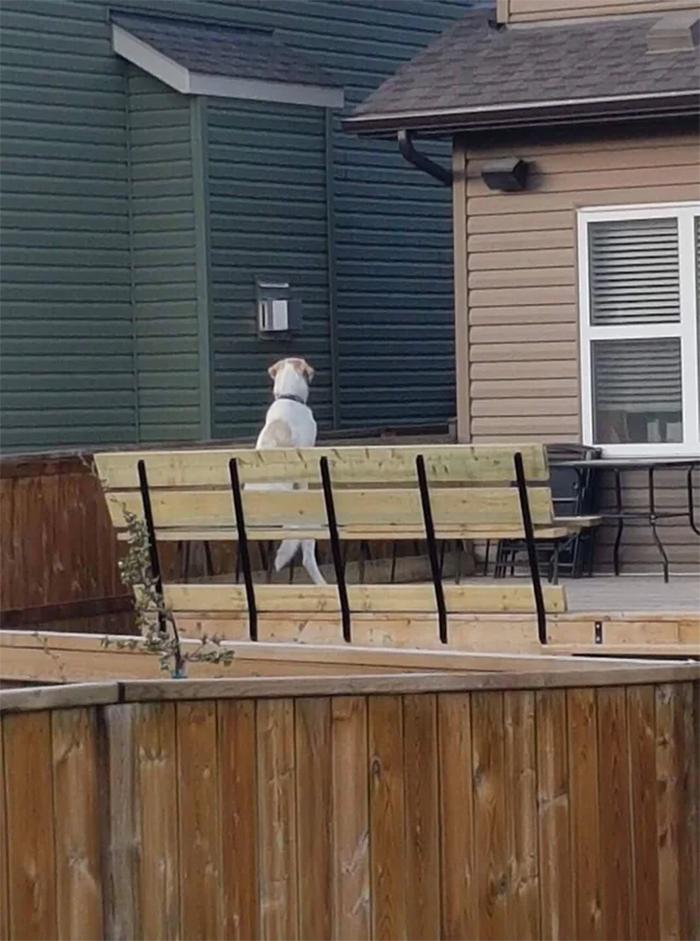 neighbor dog sitting on a bench