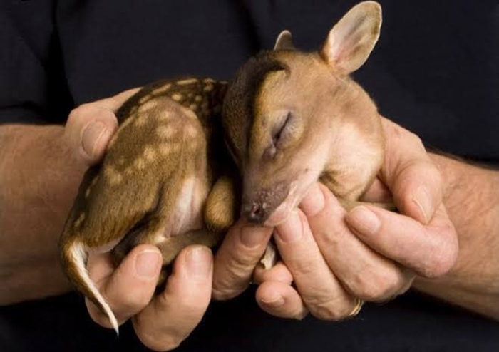 newborn chinese water deer