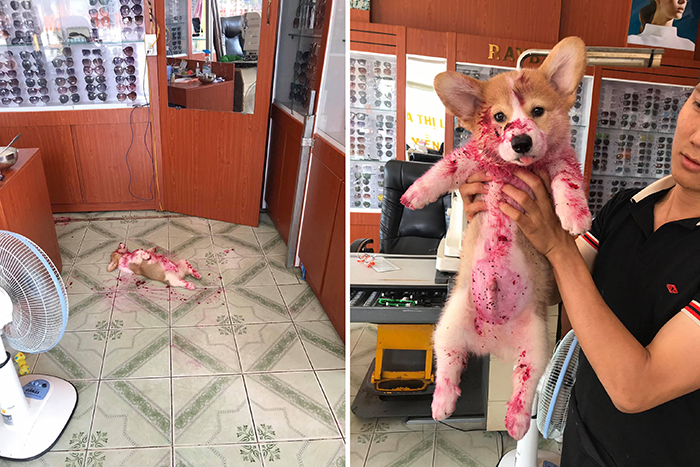 pets almost give owners heart attack dog dragon fruit