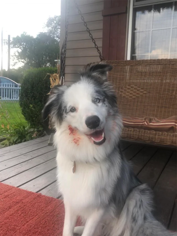 pets almost give owners heart attack dog eats tomatoes