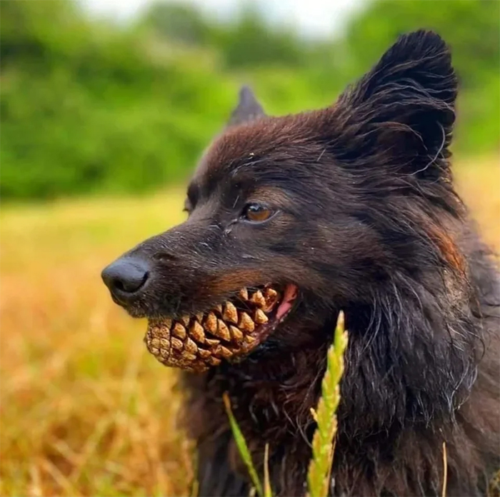 pets almost give owners heart attack dog pine teeth