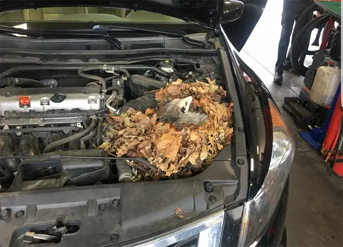 possum nest under car hood