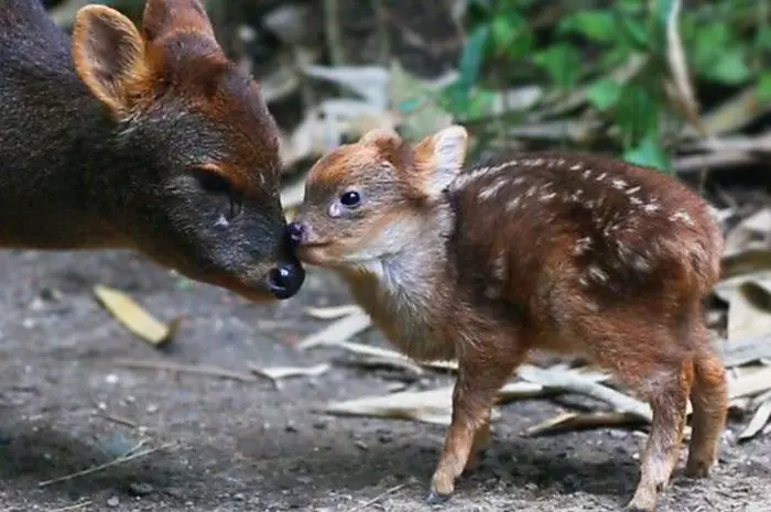 pudu deer smallest deer species