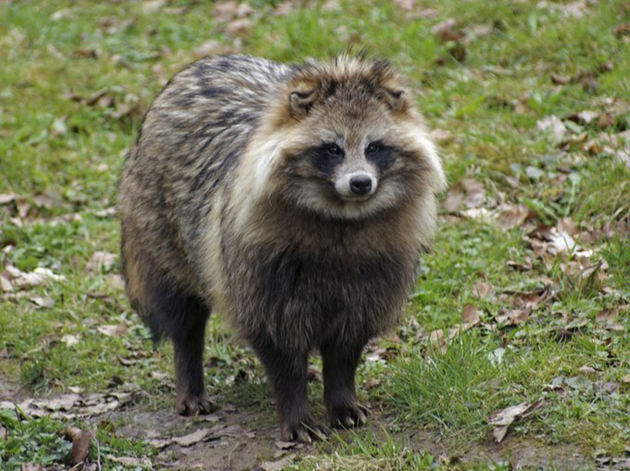 raccoon dog only extant species in genus nyctereutes