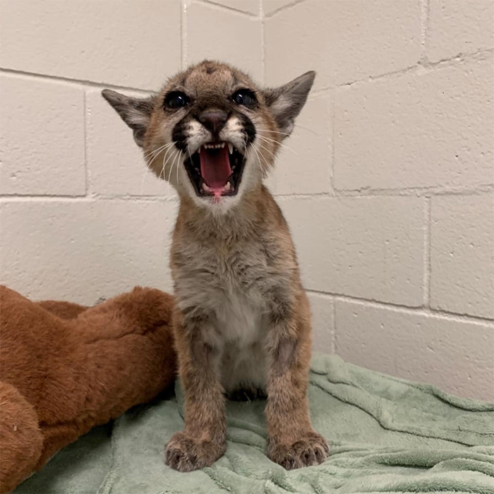 rescue mountain lion cub recovering