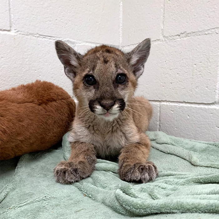 rescue mountain lion cub