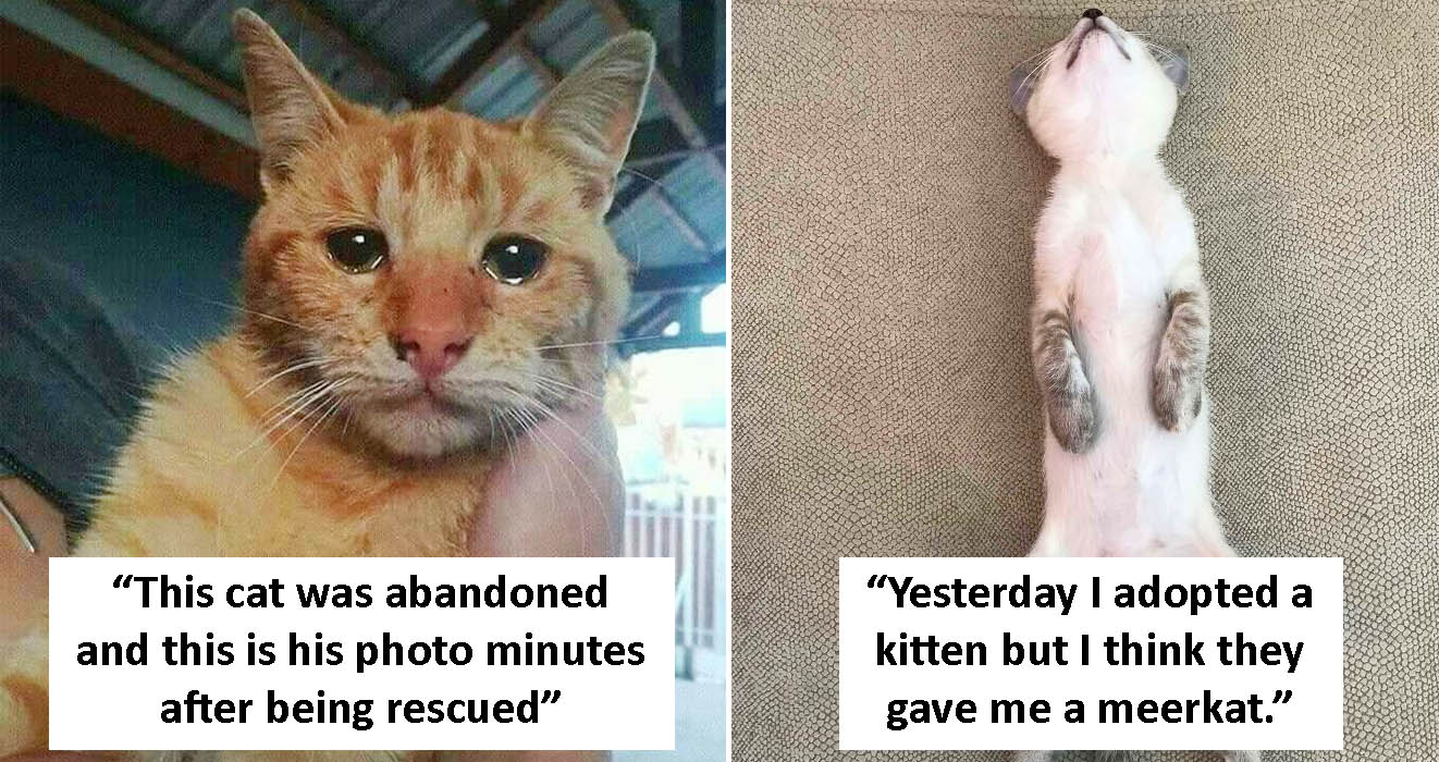 rescue pet photos