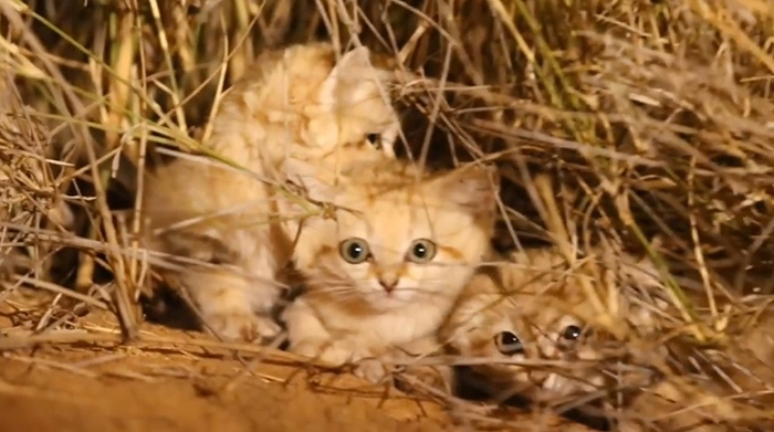 sand cats in desert