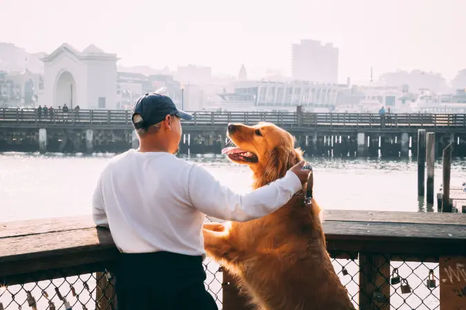 saying i love you to your pet dog makes their heart rate go up