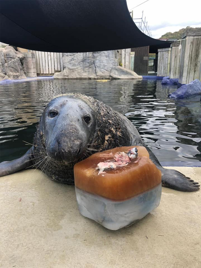 seal celebrates birthday cornish sanctuary