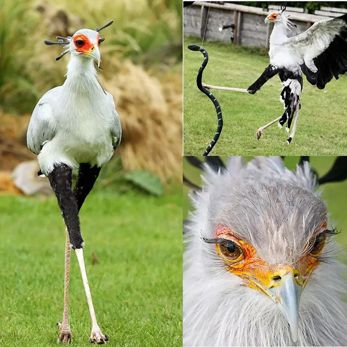 secretary birds famous features