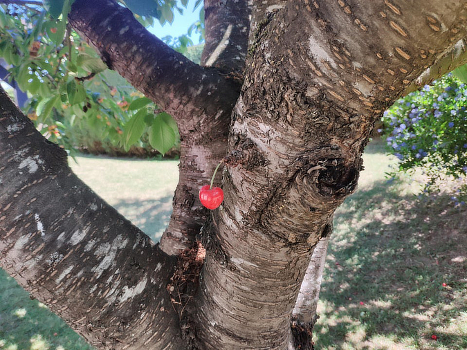 single-cherry-on-tree-interesting-things-Hyrla