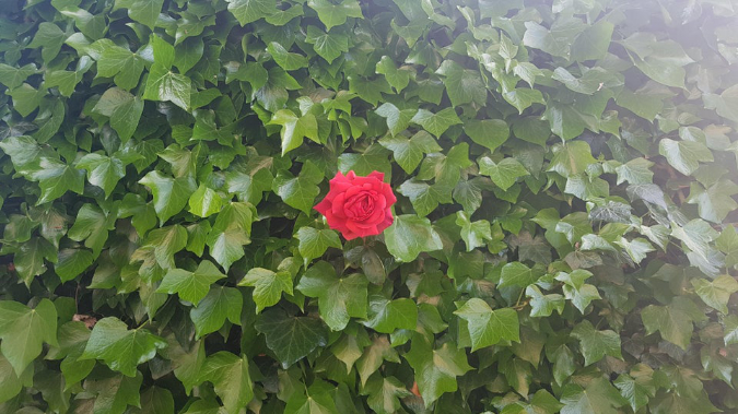 single-red-rose-grows-through-wall-of-ivy-i-lack