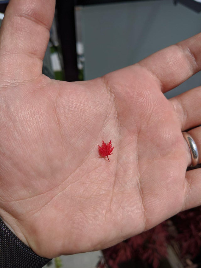 smallest-maple-leaf-interesting-things-bukunothing