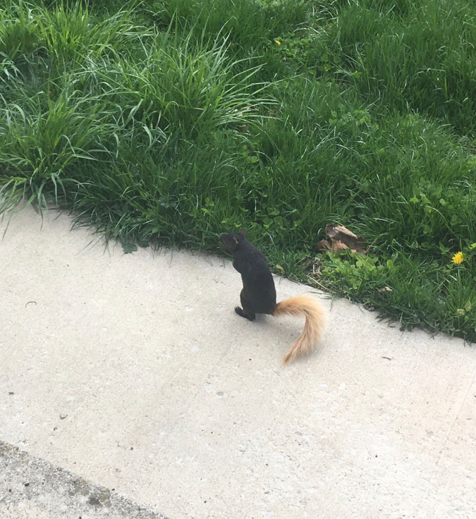 squirel-blonde-tail-interesting-things-AcadianMan