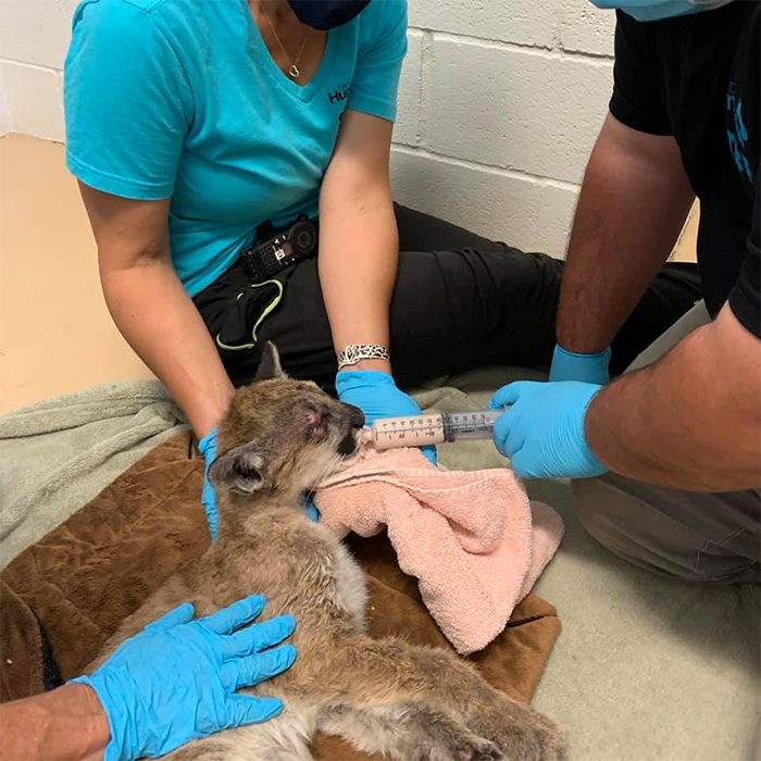 starving mountain lion cub rescued