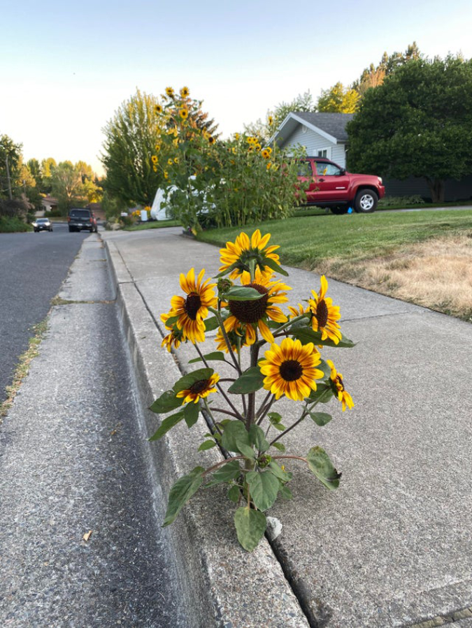 sunflower-grows-on-sidewalk-interesting things-Batholith-forge