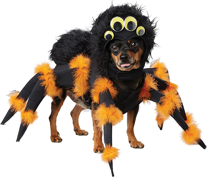 tarantula dog costume for halloween