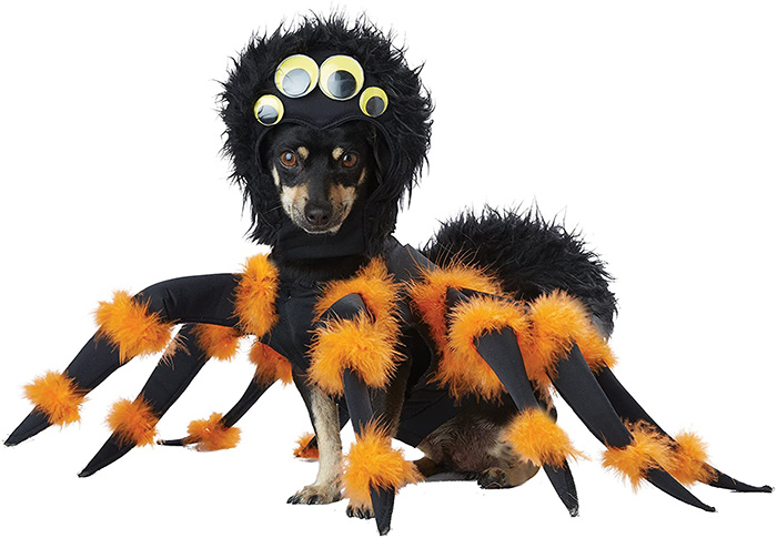 tarantula dog costume