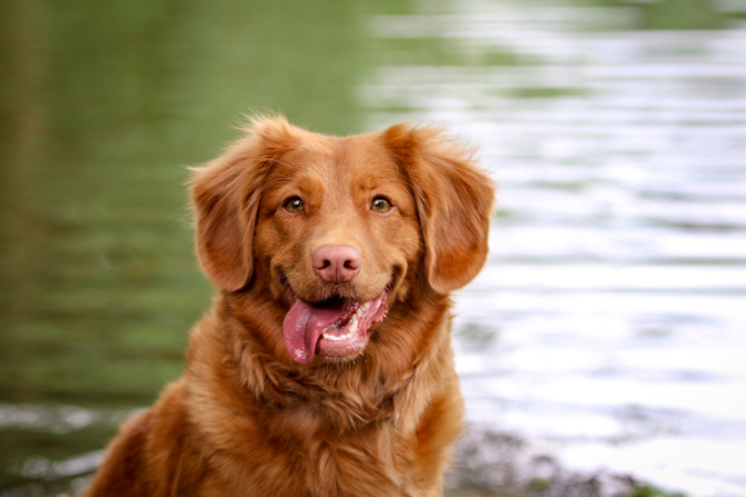 telling your dog that you love them literally makes them giddy