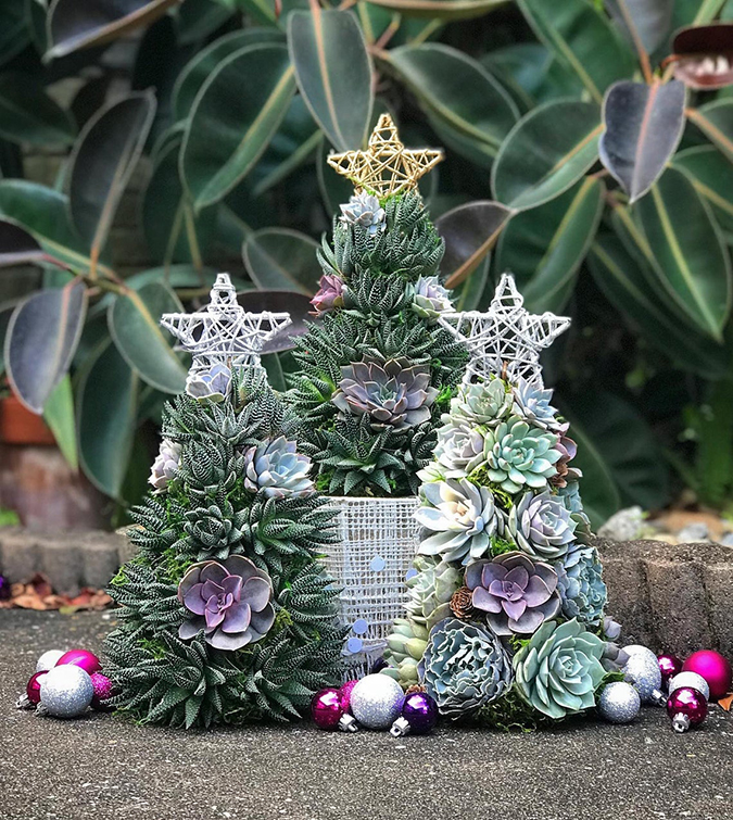 three succulent christmas trees