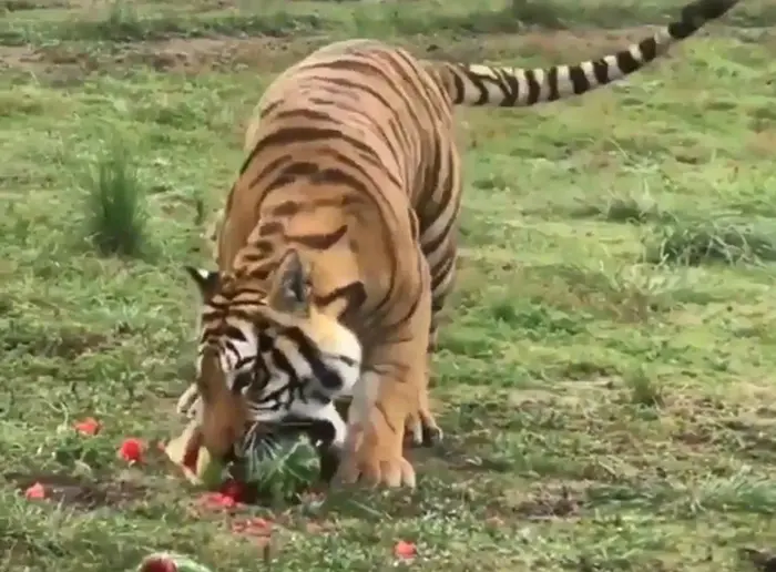 tiger eating fruit to aid digestion