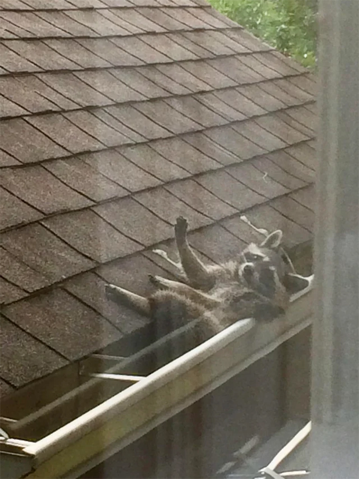 trash panda chilling in the gutter