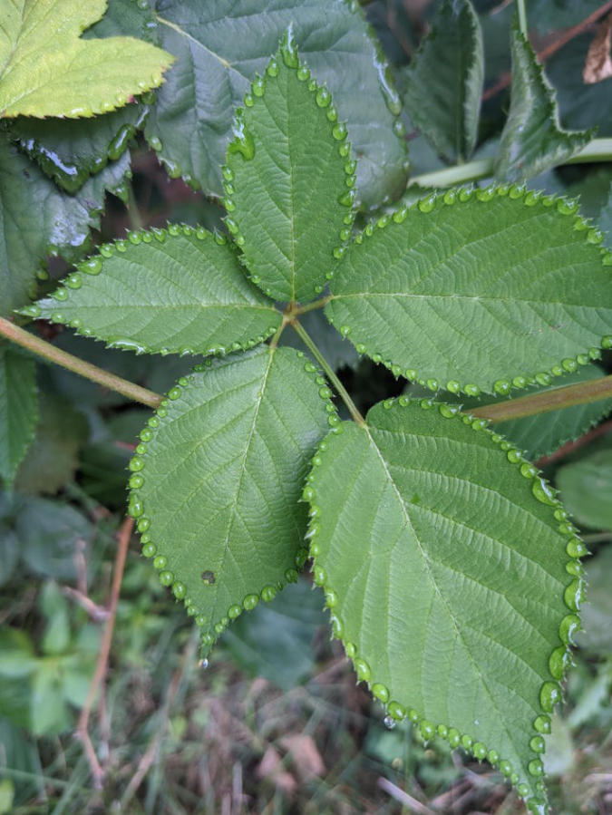 unique-condensation-pattern-on-blackberry-leaves-redrockinn