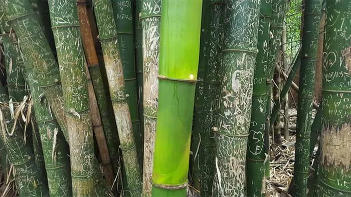 untouched bamboo