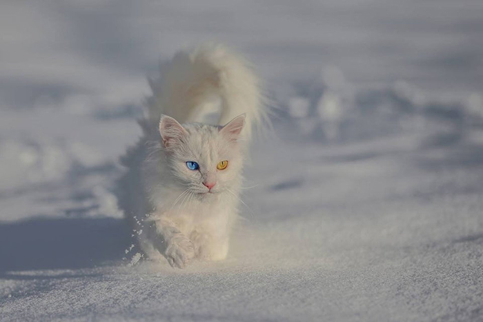 van kittens colored eyes