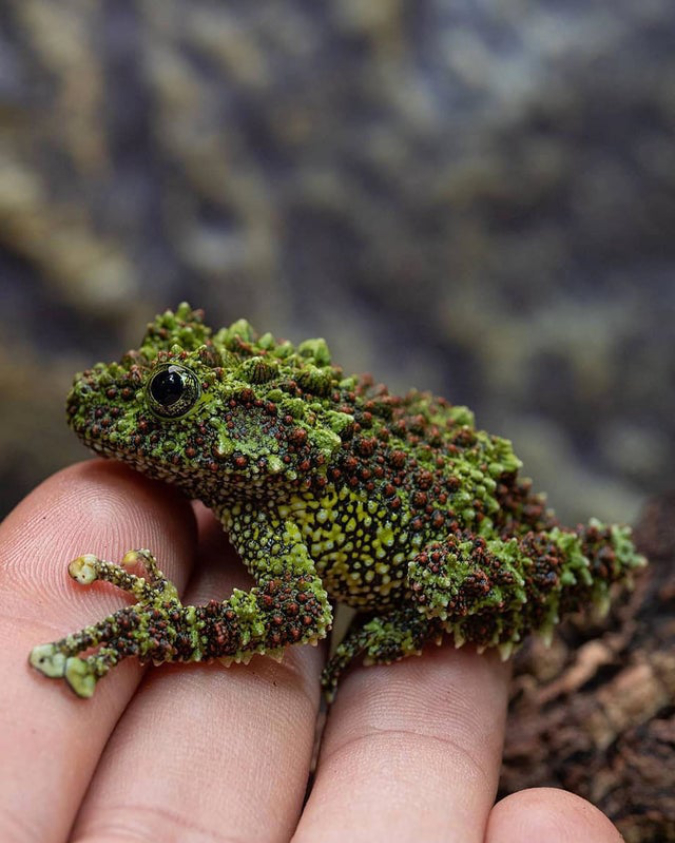 vietnamese-mossy-frog-interesting-things-mdjunaid2495