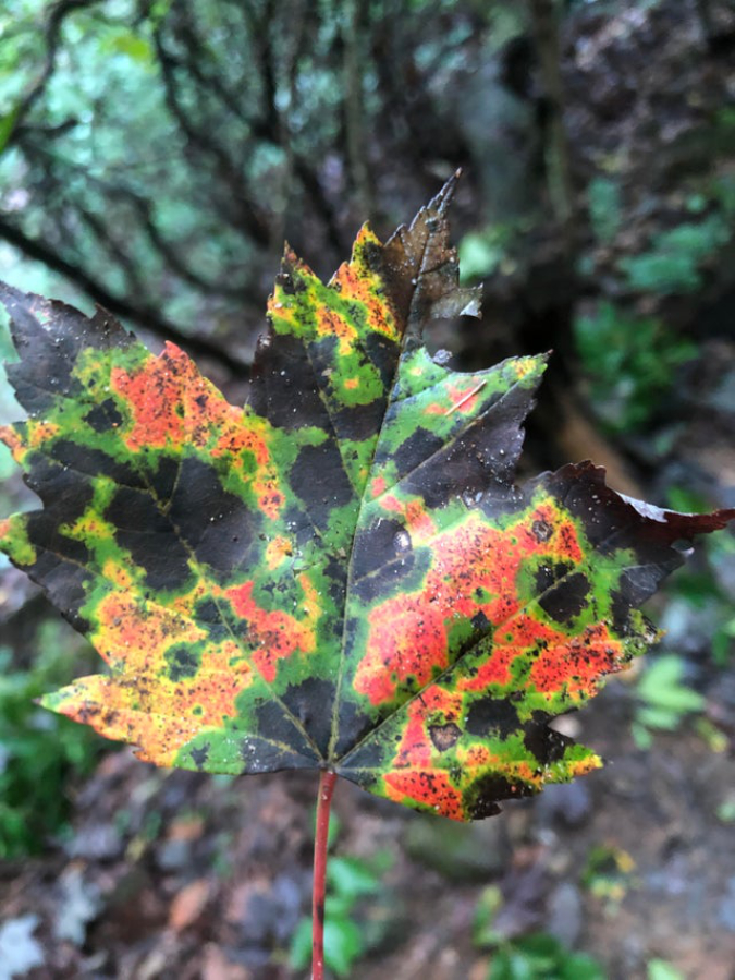 weather-radar-leaf-omgyoucunt