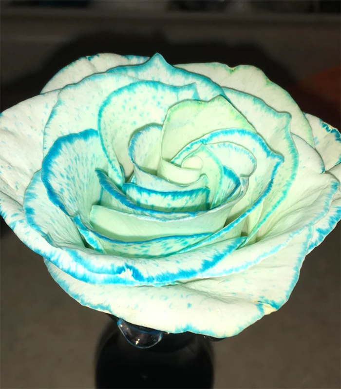 what happens if you put food coloring in rose water