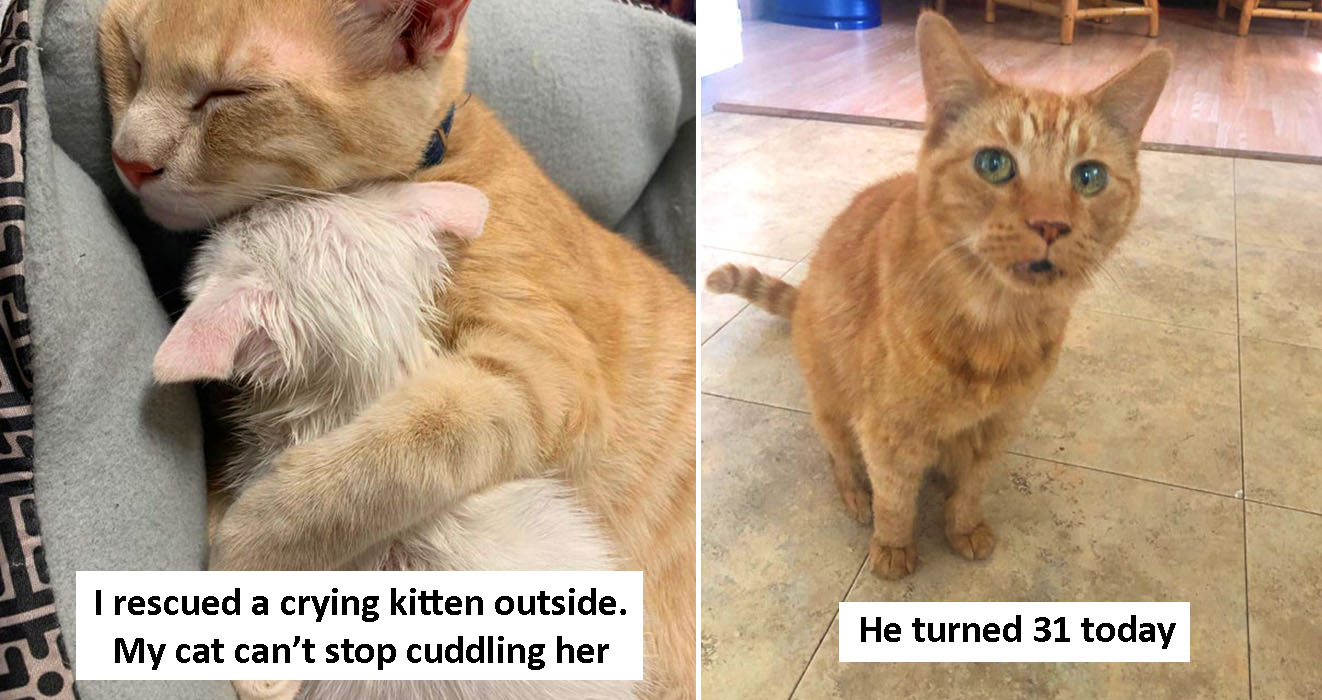 50 Wholesome Cat Photos That Will Warm Your Heart