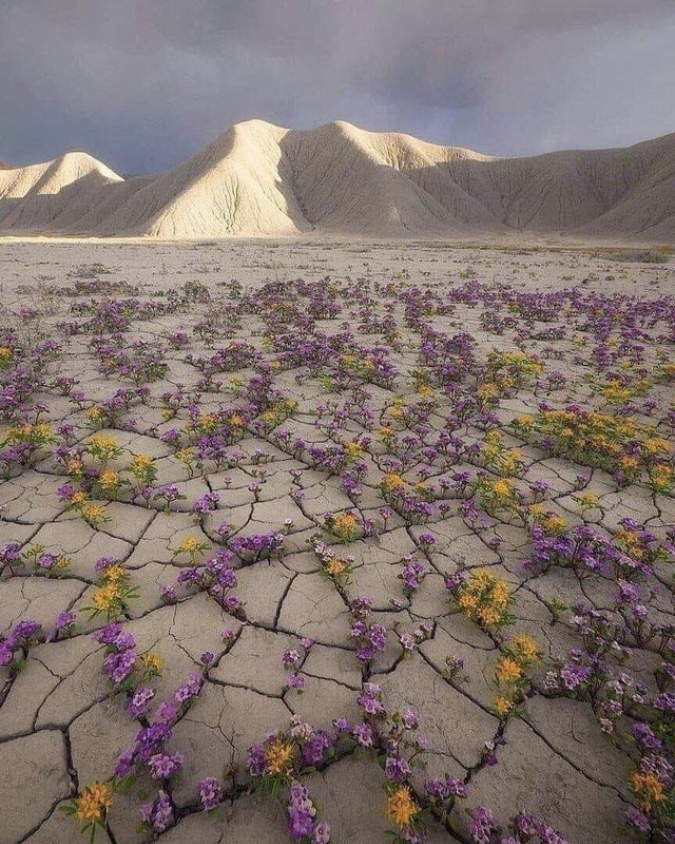 yellow-and-purple-flowers-bloom-in-desert-interesting things