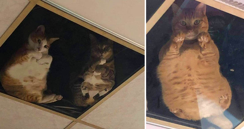 Glass Ceiling For Cats