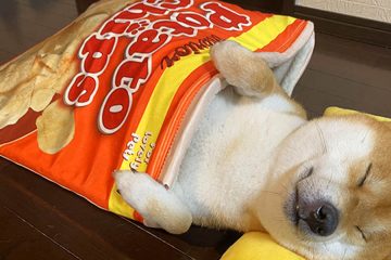 Snack-Inspired Pet Beds