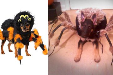 Tarantula Dog Costume