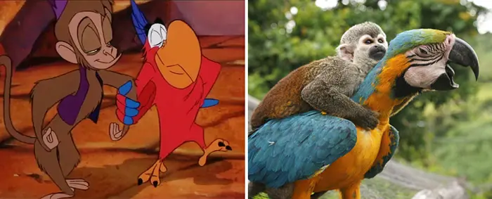 animals recreate disney characters abu and iago