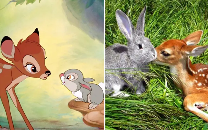 animals recreate disney characters bambi and thumper