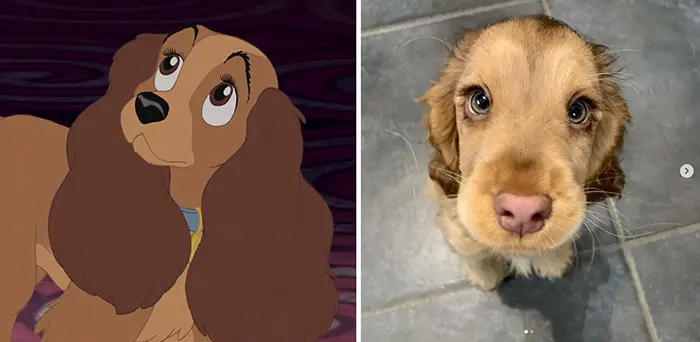 animals recreate disney characters lady and the tramp