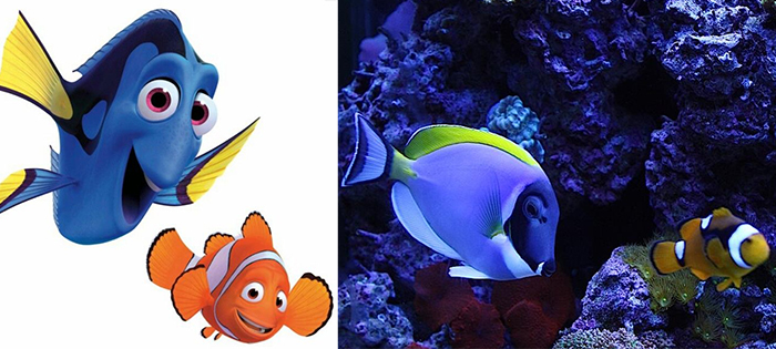 animals recreate disney characters marlin and dory