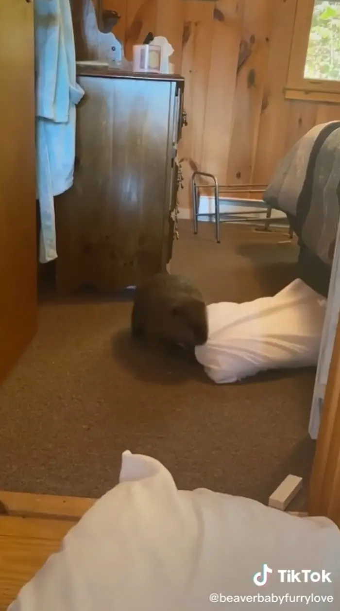 baby beaver dragging a pillow with its mouth
