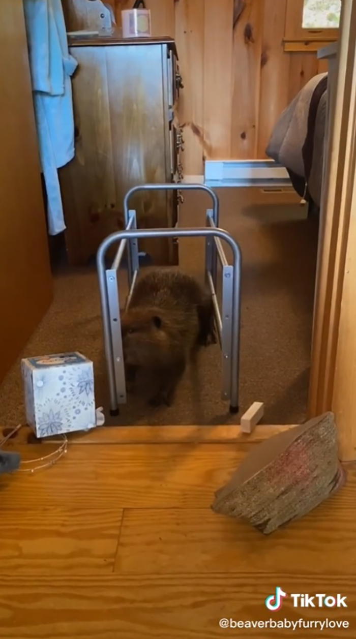 baby beaver dragging a steel rack with its mouth